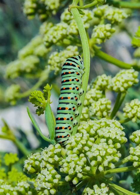 Papilio Machaon Uma Lagarta Borboleta Cauda Andorinha Sentada Numa