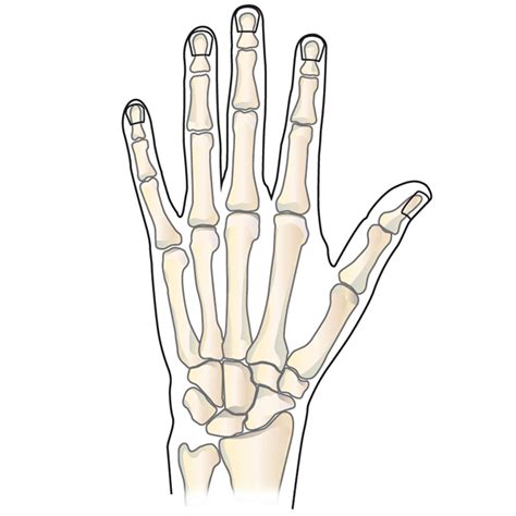 Thumb Anatomy Diagram