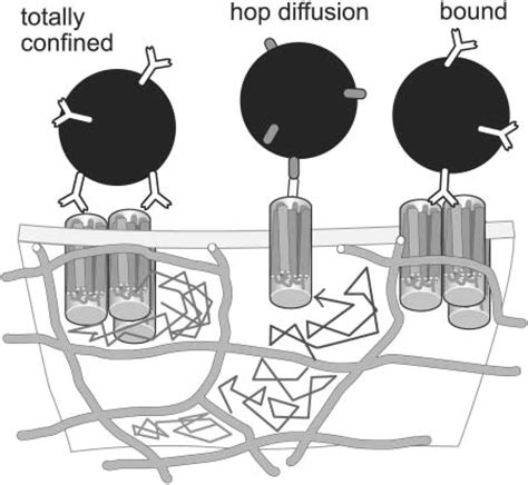 Rapid Hop Diffusion Of A G Protein Coupled Receptor In The Plasma