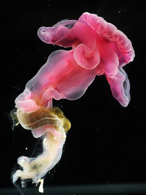 Pictures: New Deep-Sea Worms Found—Have Big "Lips"