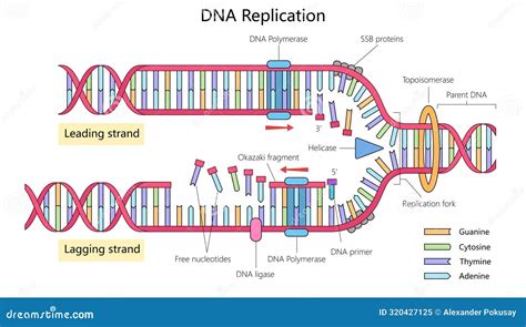 DNA Replication Process Diagram Medical Science Stock Vector - Illustration of biology, isolated ...