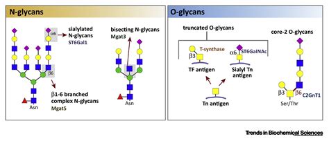 Translating The Sugar Code Into Immune And Vascular Signaling