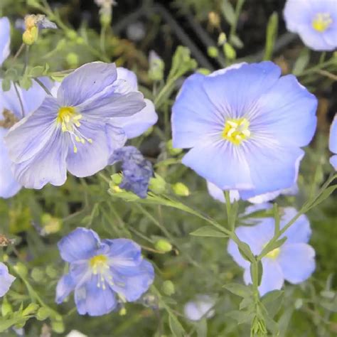 Linum Perenne Lin Vivace P Pini Res Lepage Bretagne Bord De Mer