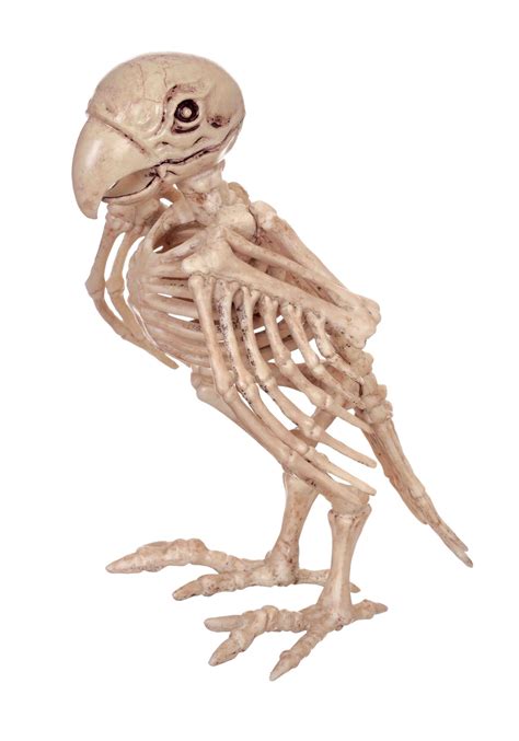 Skeleton Parrot