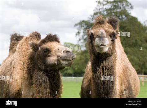 Upper Lip Beard High Resolution Stock Photography And Images Alamy