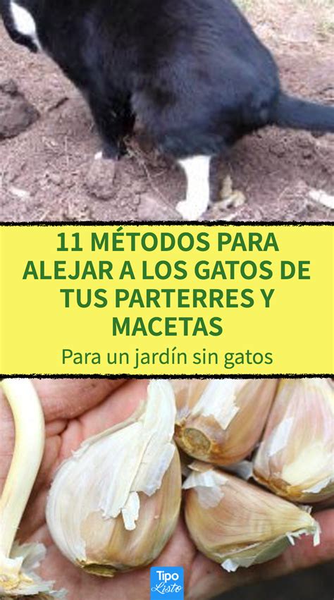 11 métodos para alejar a los gatos de tus parterres y macetas Como