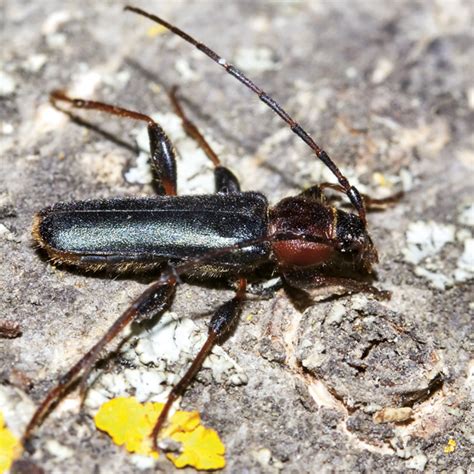 Dein Nachbarlohbach K Fer Aus Dem Brennholz