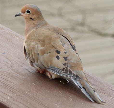 Morning Dove Lbw Photos Pet Birds Dove Pigeon Birds