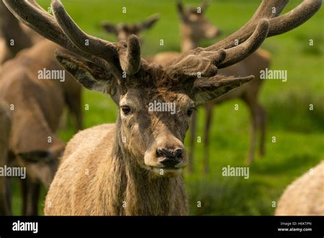 deer in wollaton park Stock Photo - Alamy