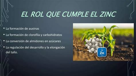 Zinc En Las Plantas Pptx