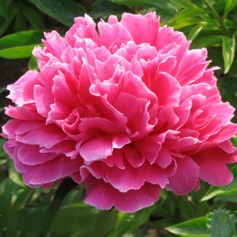 Пионы Утренний Иней: описание сорта, характеристики, особенности ...