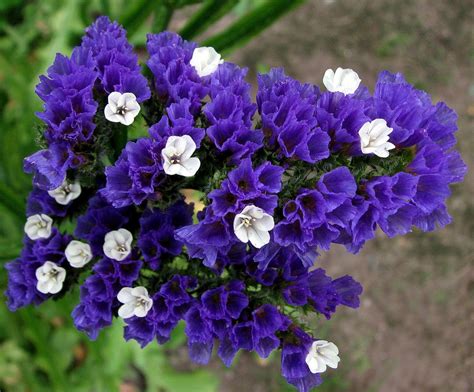 Statice Limonium Sinuatum Flower Seeds Blooming Plants Flower Garden