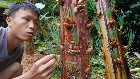 Survival Instinct Alone Experiment How To Grow Onion On A Banana Tree