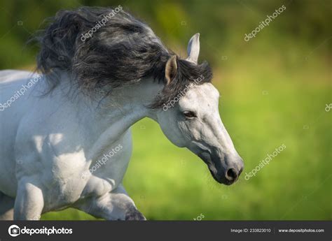 White Andalusian Horse | Wallpapers Galery