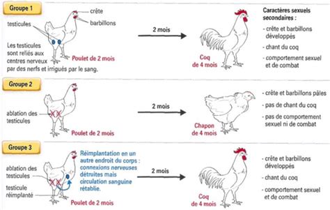 Du Coq Au Chapon Svt De La Grenouille