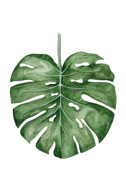 Hojas Tropicales Ilustraciones Nicas De Acuarela Hoja De Monstera