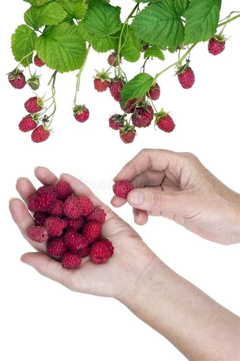 Raspberry bush concept stock image. Image of vegetable - 25639643