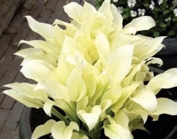 Hit Funkia Ogrodowa Hosta White Feather K Cze Szt Sklep