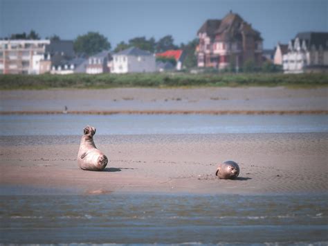 Où voir les phoques en baie de Somme A quelle période