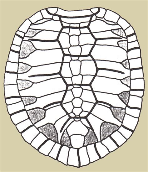 Turtle Shell Pattern - Cliparts.co