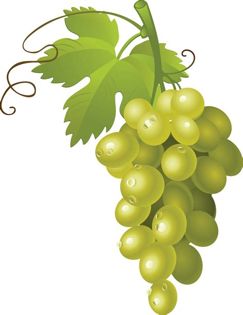 Grapevine clipart transparent, Grapevine transparent Transparent FREE for download on ...