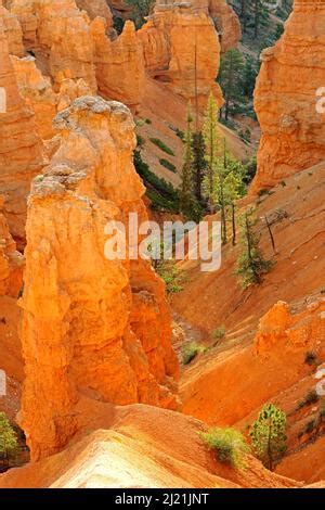 Formations rocheuses et hoodoos à Sunrise point dans la lumière du