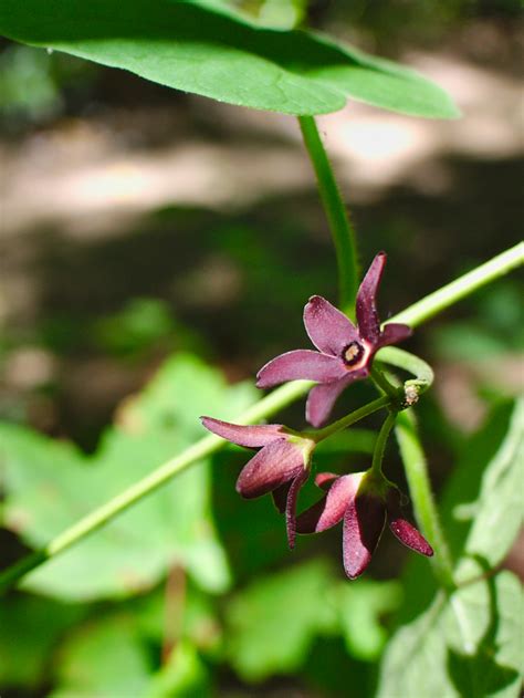 Carolina Climbing Milkweed Plants Of Overton Park S Old Forest