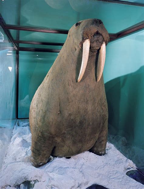 Walrus Horniman Museum And Gardens