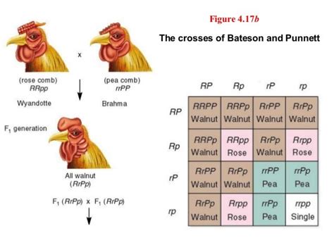 Epistasis