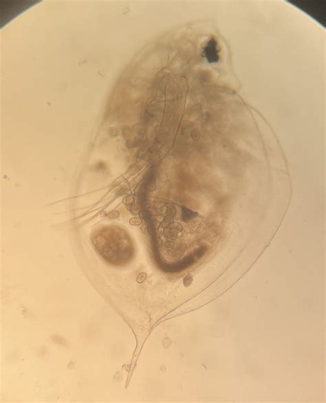 Daphnia Ambigua From Lake Okeechobee Okeechobee FL US On May 22