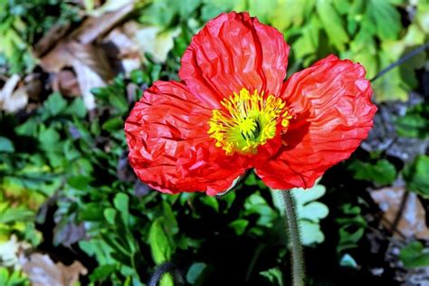 Imagen gratis naturaleza jardín flora hoja flor roja verano planta