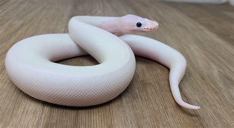 White Wedding Ball Python by Good Guy Reptile Family - MorphMarket