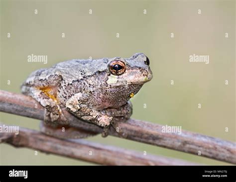 gray treefrog hyla versicolor   tree branch stock photo alamy