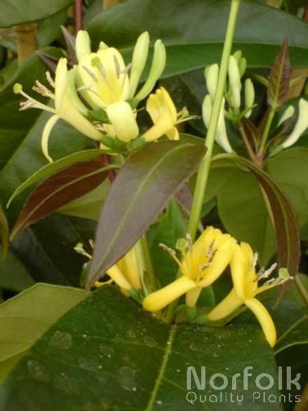 Evergreen Honeysuckle Lonicera Henryi Copper Beauty £1095