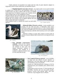 Biodiversitatea Regiunilor De Tundr I Taiga Referat Pdf