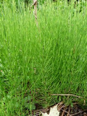 Horsetail Weed Identification