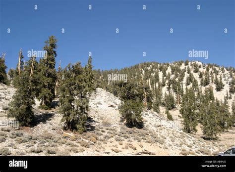 Bristlecone Pine Pinus Aristata The Oldest Living Things On Earth