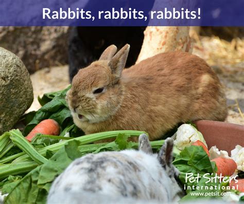 Caring for Your Pet Rabbit