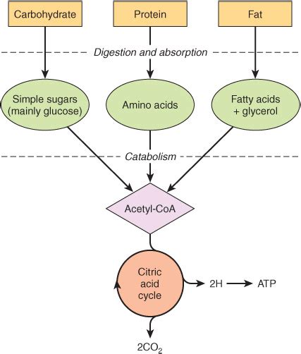 Overview Of Metabolism And The Provision Of Metabolic Fuels