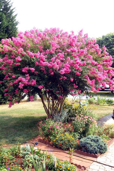 Flowers And Nature In My Garden Crepe Myrtle Myrtle Tree Driveway