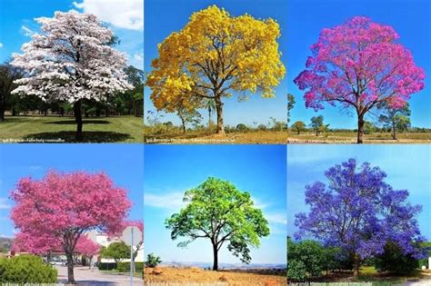 Ipê De Jardim Cores - Espécies de Ipê: conheça todos os tipos e cores