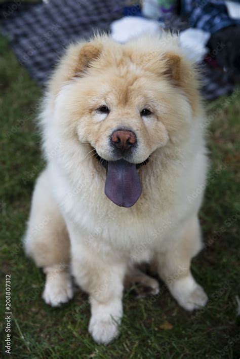 63 Chow Chow Puppies Blue Tongue L2sanpiero