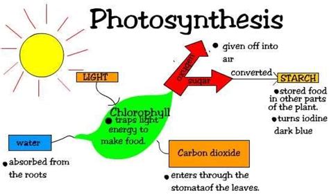 Photosynthesis To Oxygen And Water Diagram How Do Plants Use