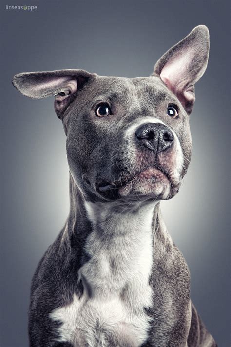 Pitbull Dog Portrait By Linsensuppe Fotografie Photo 26443129 500px