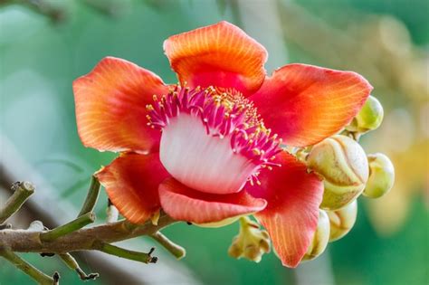 premium photo sal tree sal  india couroupita guianensis cannon