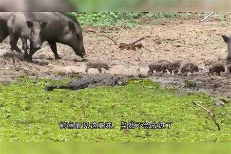 鳄鱼杀入野猪群，巨型野猪“火力全开”，结果鳄鱼悲剧了！