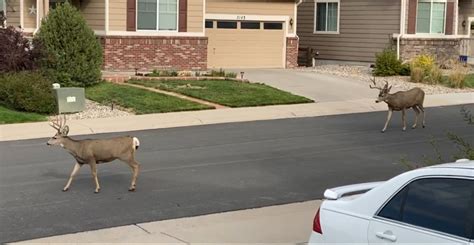 Mule Deer Buck Castle Rock Colorado Mike And Rick Outdoors