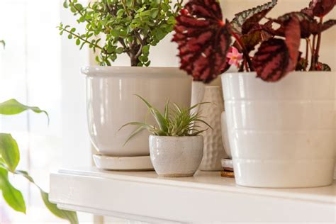 8 Best Indoor Plants to Refresh Your Home