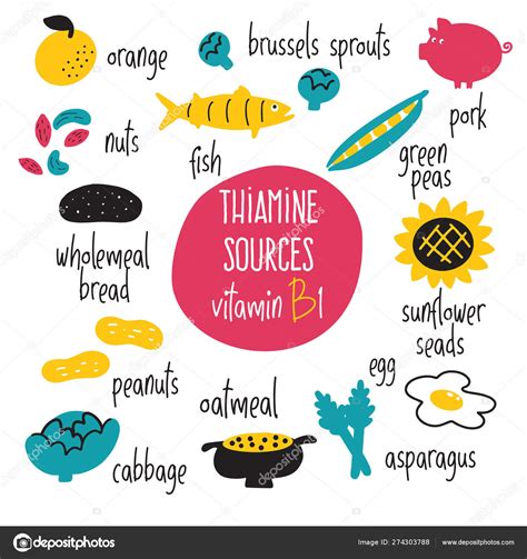 Vitamin B Food Sources Thiamine Vector Cartoon Illustration Health