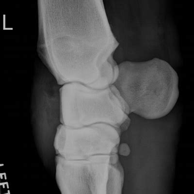 L Imaging Rads For Carpus Tarsus Stifle Metacarpal Phalangeal